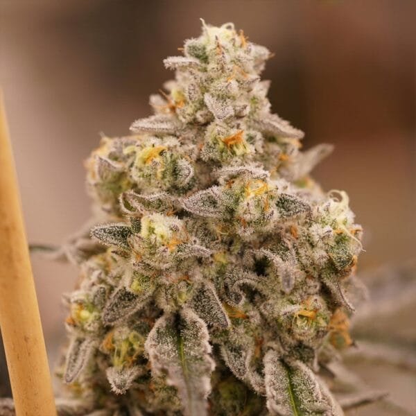 Queen Bee – Ziplock Seeds - Imagen 3