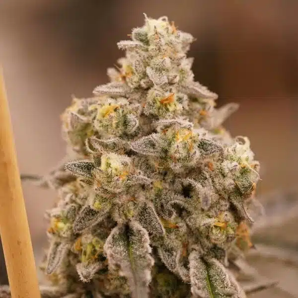 Queen Bee – Ziplock Seeds - Imagen 3