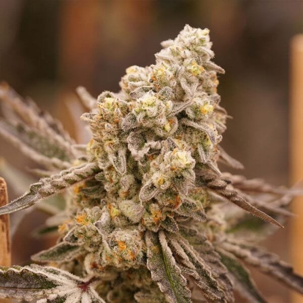 Queen Bee – Ziplock Seeds - Imagen 6