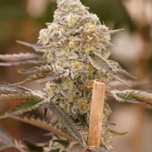 Queen Bee – Ziplock Seeds