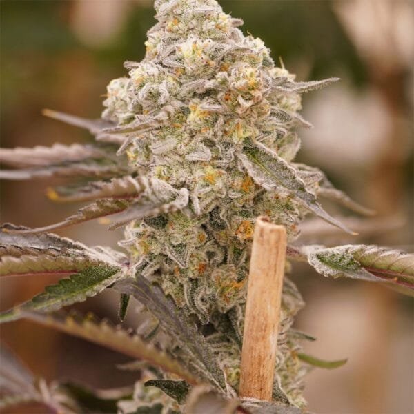 Queen Bee – Ziplock Seeds