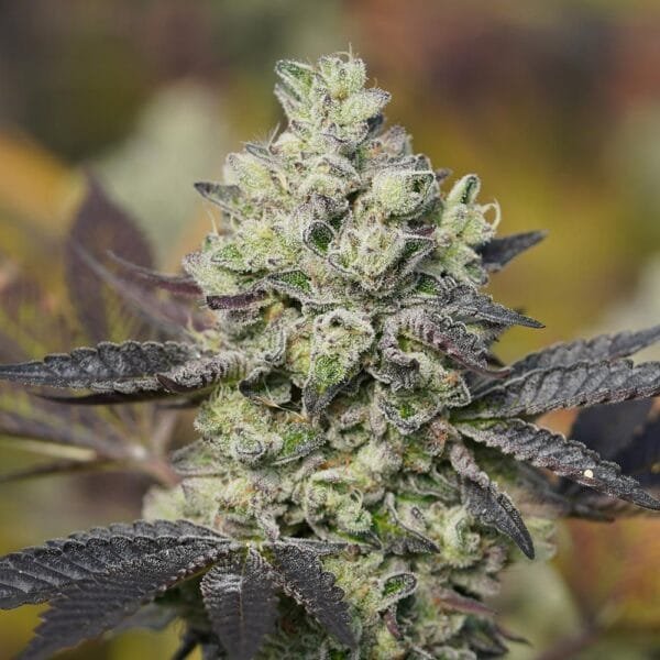 Red Dragon – Ziplock Seeds - Imagen 2