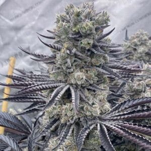 Red Dragon – Ziplock Seeds Ziplock Seeds GROUI