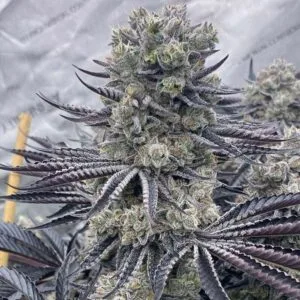 Red Dragon – Ziplock Seeds