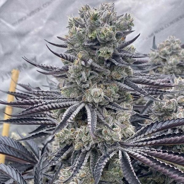 Red Dragon – Ziplock Seeds