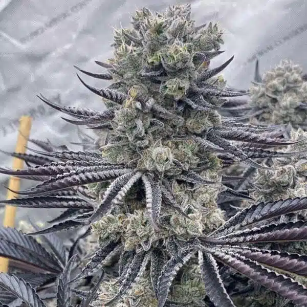 Red Dragon – Ziplock Seeds