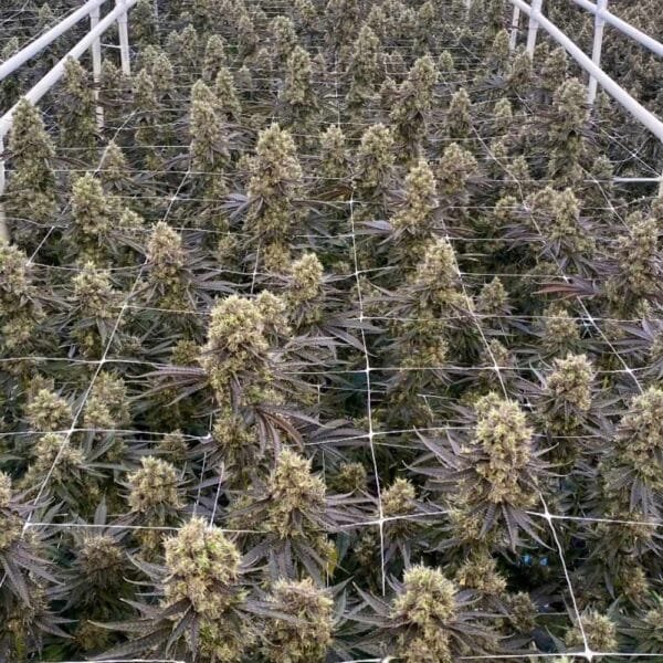 Red Dragon – Ziplock Seeds - Imagen 3