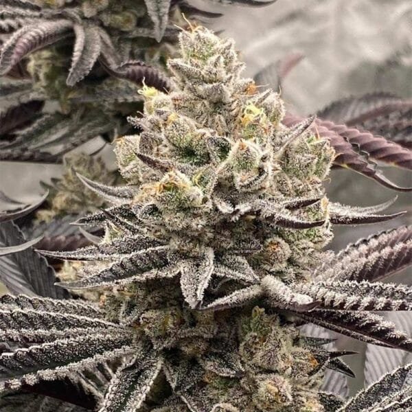 Znow Leopard – Ziplock Seeds - Imagen 2