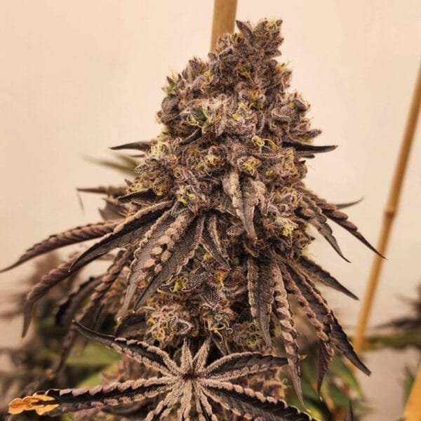 Znow Leopard – Ziplock Seeds - Imagen 3