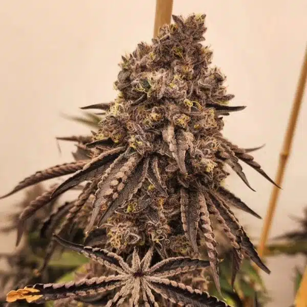 Znow Leopard – Ziplock Seeds - Imagen 3