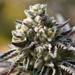 Znow Leopard – Ziplock Seeds