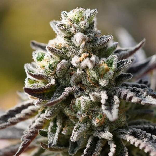 Znow Leopard – Ziplock Seeds