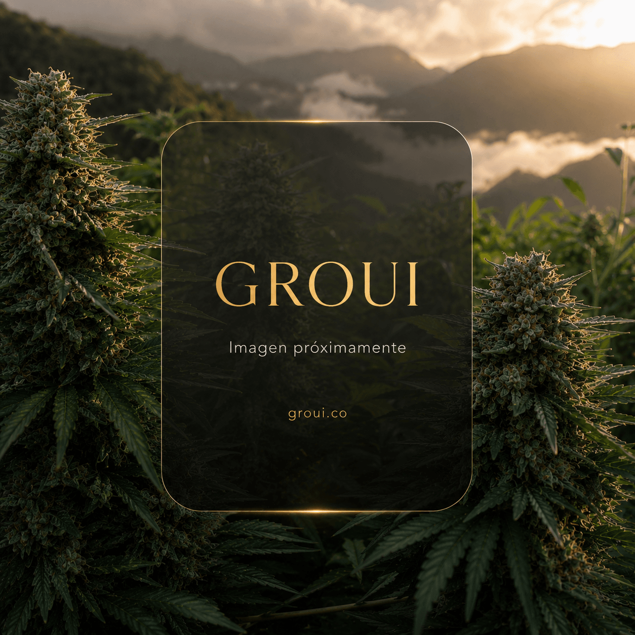 Imagen próximamente - GROUI